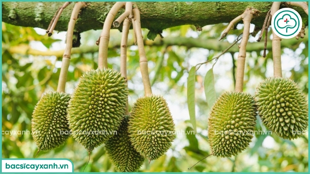 Quản lý rụng trái non ở sầu riêng